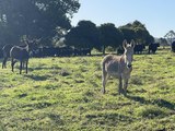 Donkeys protecting cattle herds