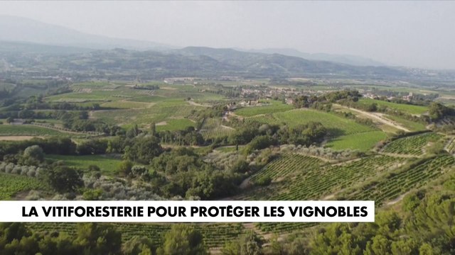 La vitiforesterie pour protéger les vignobles
