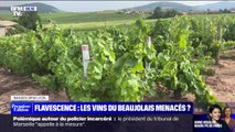 Les vignobles du Beaujolais menacés par une maladie, la flavescence dorée