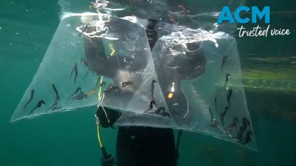 Record number of seahorses released into Sydney Harbour