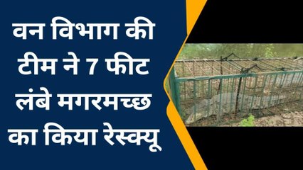नीमच: वन विभाग ने विशालकाय मगरमच्छ का किया रेस्क्यू, पिंजरे में कैद
