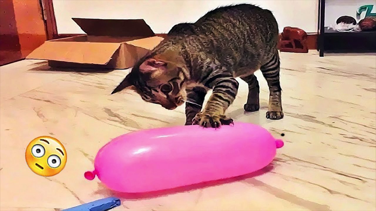 Funny Dogs And Cats Videos 2023 -----Best Funniest Animal Videos--#109--صور كلاب وقطط مضحكة 2023