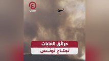 حرائق الغابات تجتاح تونس