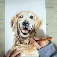 골든 리트리버 강아지 그리기 (Drawing the Golden Retriever)