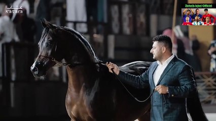 The Legendary  Marwan Al Shaqab & His Best son  Arabian Horse