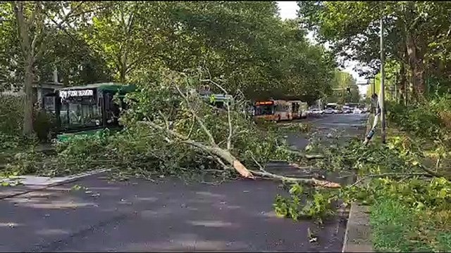 Milano, tempesta nella notte: alberi sulle linee elettriche in viale Molise