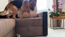 German Shepherd Shocked by Tiny Kittens occupying dog bed!