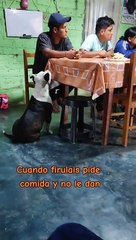 "Se lleva el Oscar": Perrito finge desmayo tras no recibir su comida