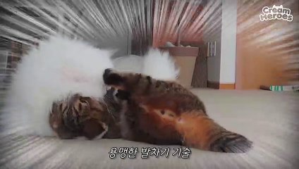 (ENG SUB) CoCo And LuLu Fought This Time!