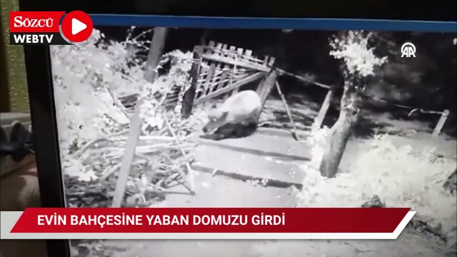 Evin bahçesine giren yaban domuzu güvenlik kamerasında