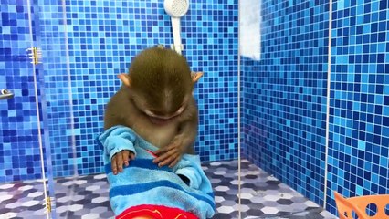 Monkey Baby plays at the water park and plays soccer with the puppy at the pool