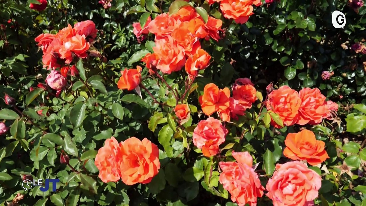 Le JT - 24/07/23 - Roseraies Félix, Parc naturel régional de Chartreuse, UT4M