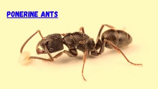 The Fierce World of Ponerine Ants