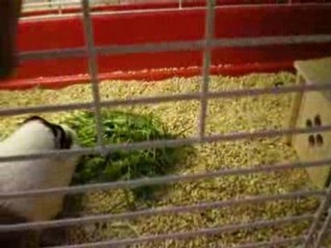 repas d'herbe pour mes chonnes