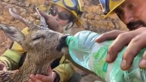 Yunanistan'ın Rodos Adası'ndaki yangından etkilenen hayvanlar kurtarıldı