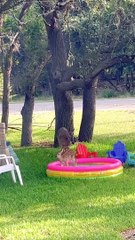 Fawn Tries The Kiddie Pool