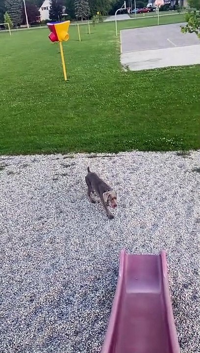 Dog Doesn't Understand Slides