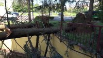 Maltempo a Milano, strage di alberi: i danni nella zona ovest della citt?