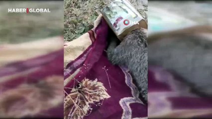 Kafası tenekeye sıkışan minik ayı kurtarıldı