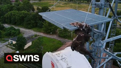 Bald eagle rescued after getting its wing stuck in a communications tower
