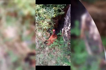 Minhas  fofinhas  amadas ❤❤❤