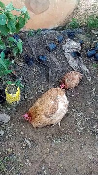 Meus amores , fofuras ❤