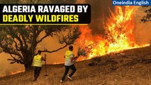 Algeria Wildfires: Scorching heat turn wildfires into infernos; Several lives lost I Oneindia News