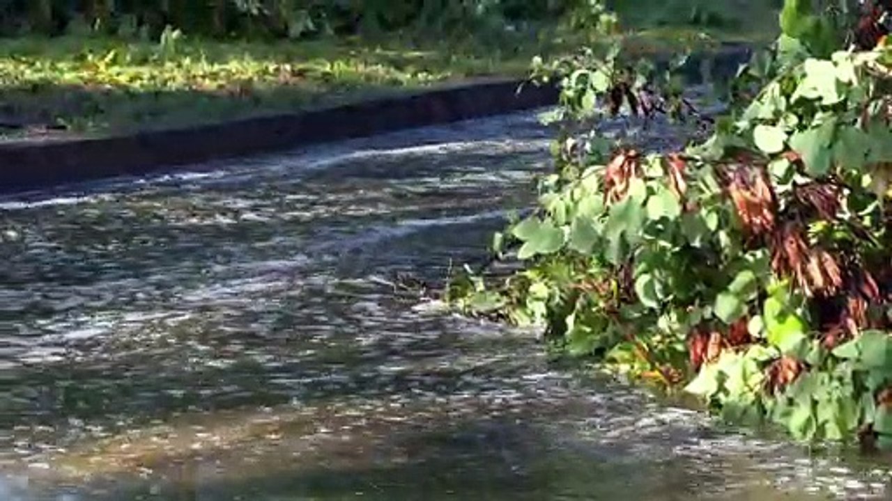 Slalom tra gli alberi caduti: danni e disagi a Milano