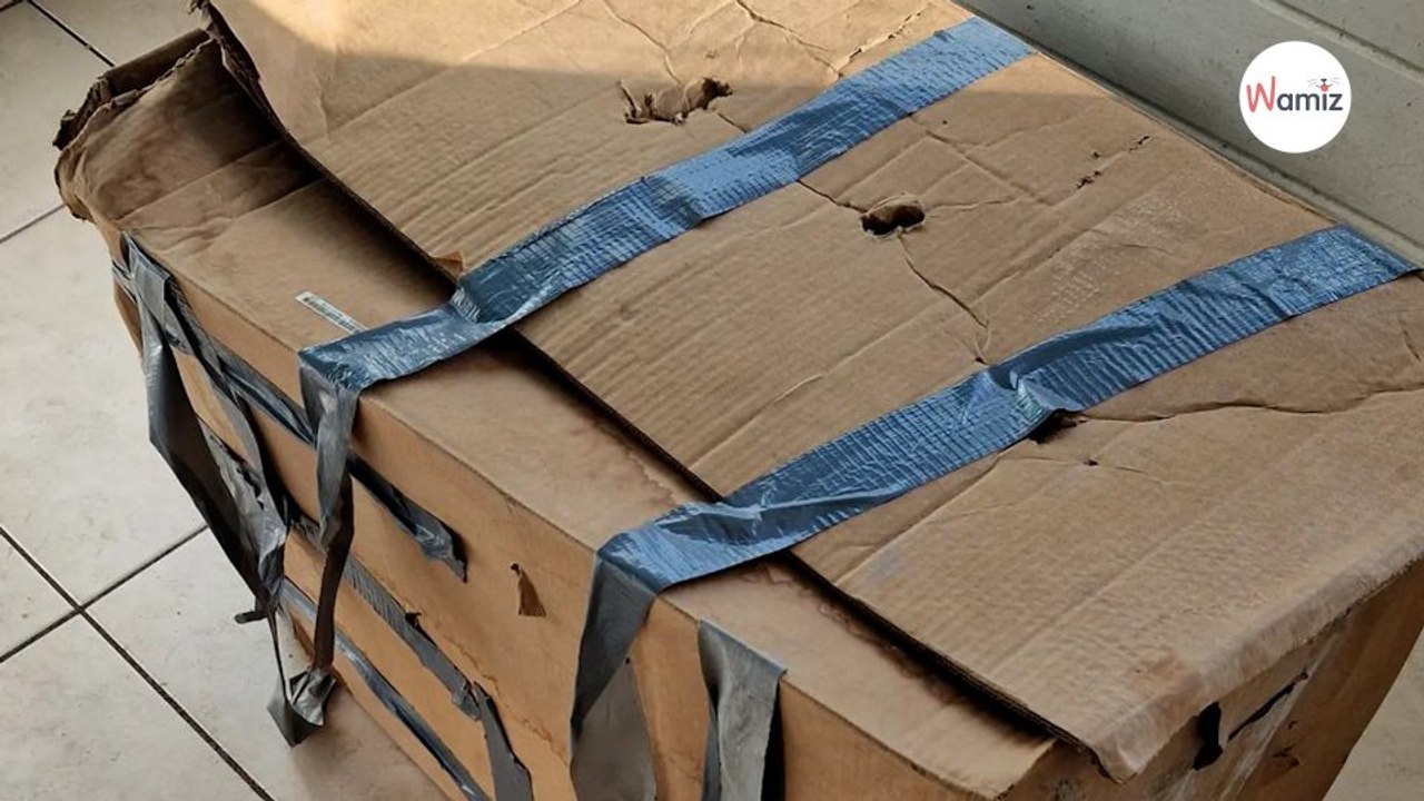 Le refuge reçoit un colis  la boite se met à bouger et tout le monde se fige…