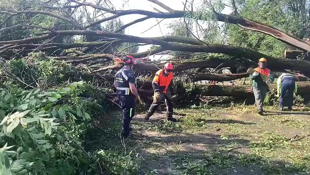 Maltempo Peschiera Borromeo, albero cade all?incrocio di via Trieste: frazione San Bovio isolata