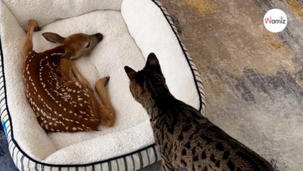 Elle ramène un faon blessé chez elle : le chat s'approche et 6M de personnes retiennent leur souffle (vidéo)