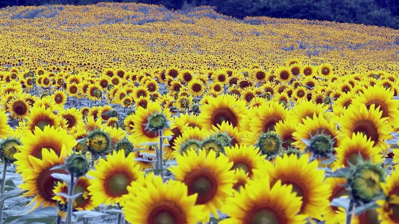 Selenskyj: EU-Einfuhrbeschränkungen für Getreide aus Ukraine 'inakzeptabel'