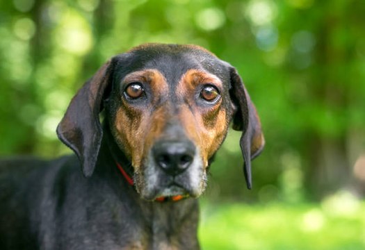 Los Dueños Contagian El Estrés A Sus Perros