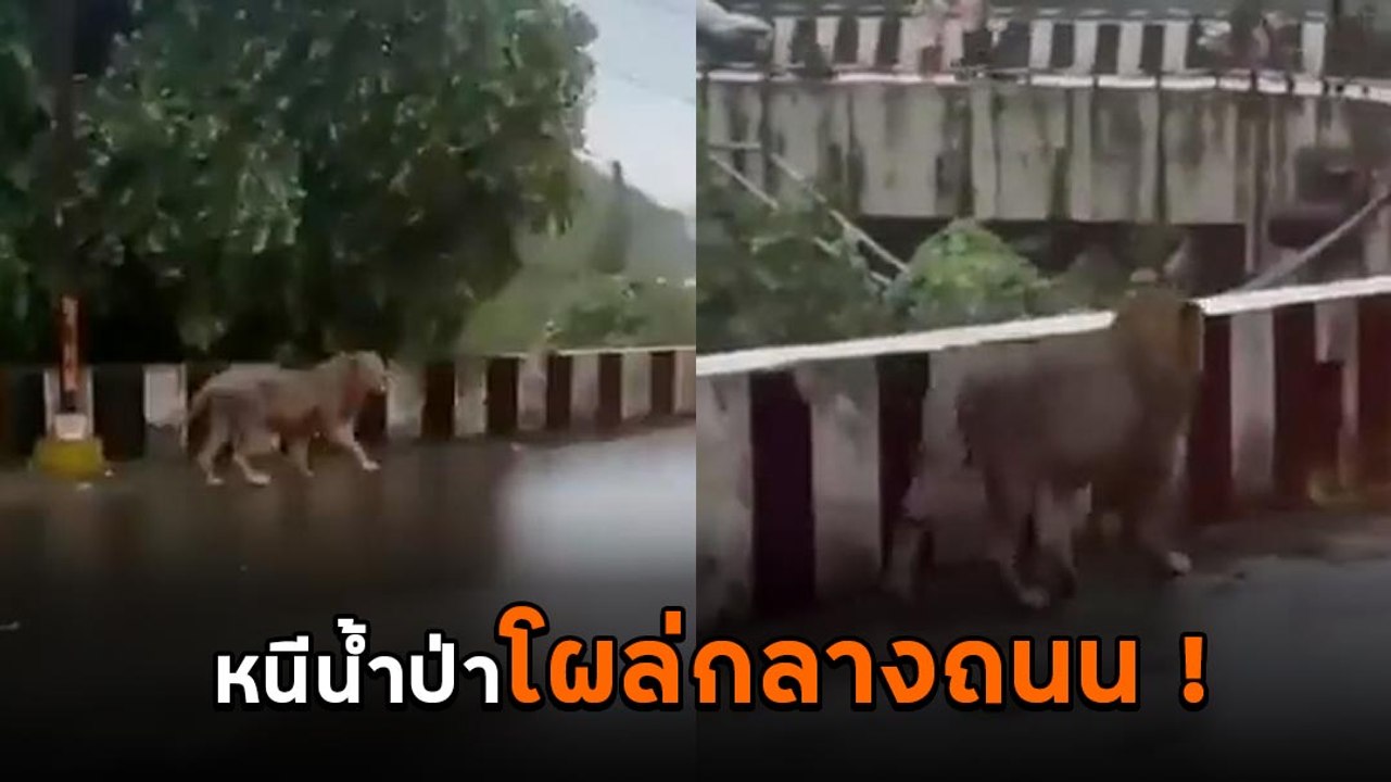 ผวา ! สิงโตโผล่กลางถนน หลังหนีน้ำท่วมหนักเพื่อเอาตัวรอด