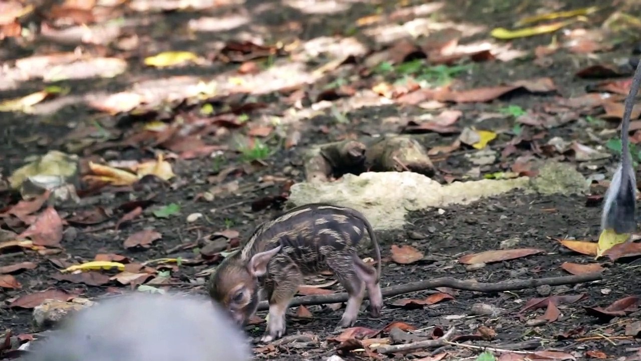 Marwell Zoo - Red river hog video