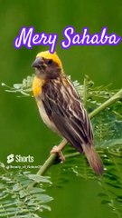 #Beautiful Manqabat#Beautiful Nature#Beautiful World#Shorts#Shorts with lyrics#Youtube# (2)