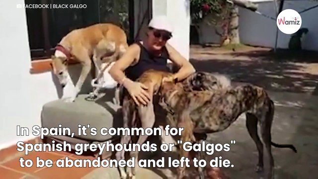 This is what happens when you save the life of a Galgo: Video moves viewers-index