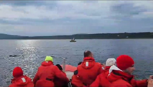 Deux baleines à bosse autour de mon bateau - saison 2023