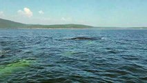 Trois baleines à bosses sur mon babord - saison 2023