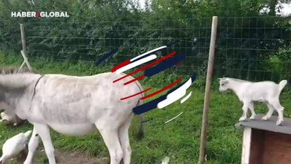 Eşeğin üzerine atlamaya çalışan keçi yavrusunun görüntüleri gülümsetti