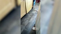 İngiltere'de bir kadın tuvaletini yaptıktan sonra klozette 1.5 metre uzunluğundaki yılanı fark etti