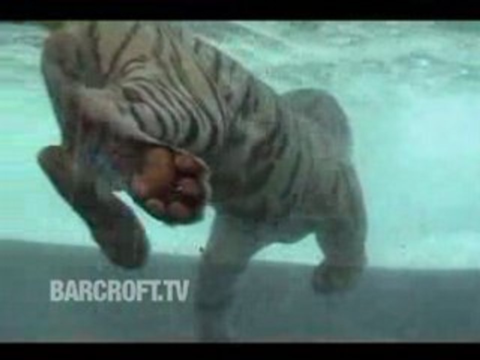 Ohh! Le beau Tigr'eau!