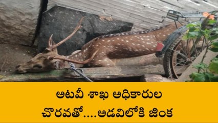 యర్రగుంట్ల: ఊరిలోకి వచ్చిన జింక... పట్టేసిన అధికారులు