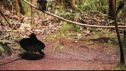Amazing Bird of Paradise And Papua New Guinea Dance