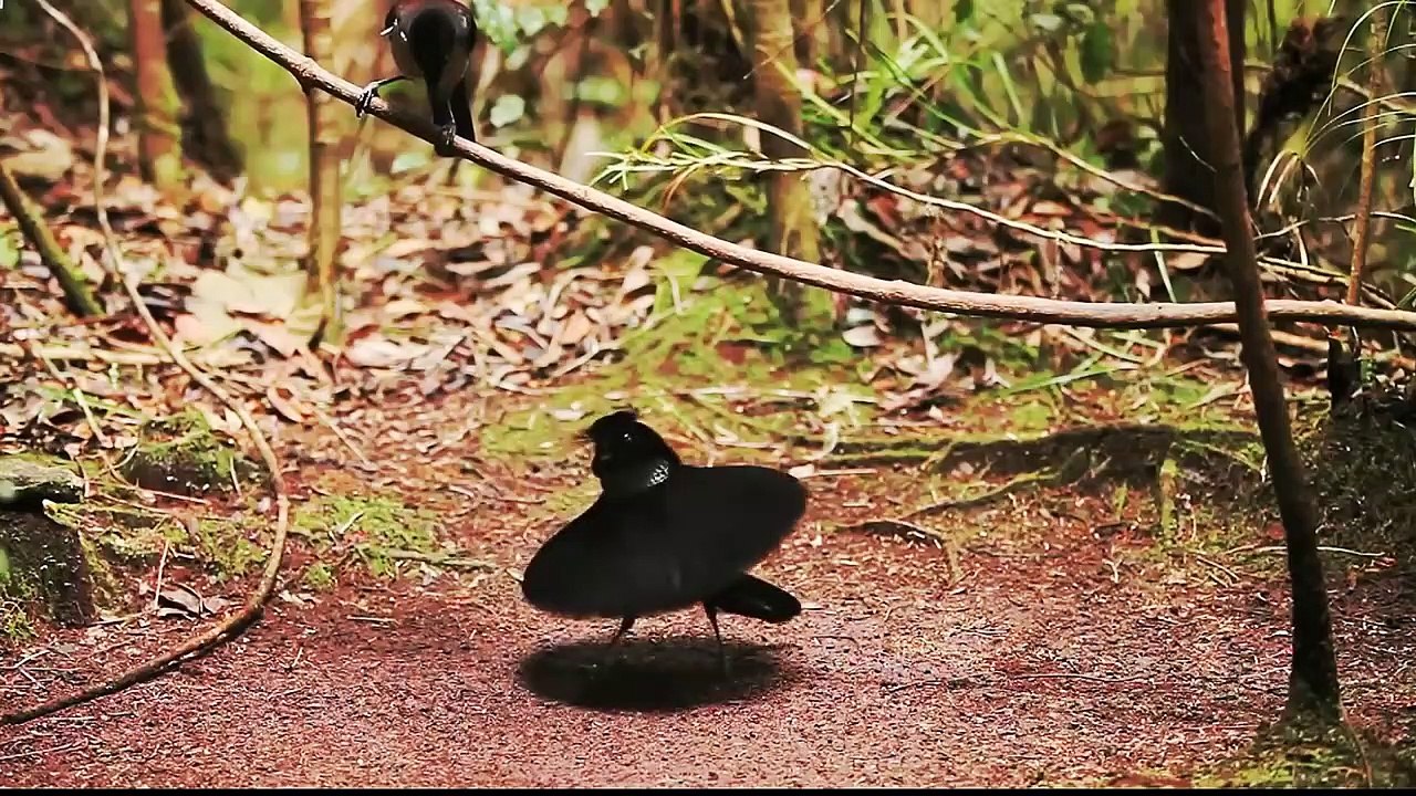 Beautiful Wildlife Video - Bird of paradise and Animals