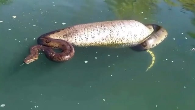Homens encontram sucuri gigante enquanto pescavam no Rio Corumbá em Goiás