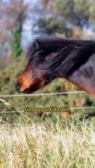 ¿Sabes como duermen los caballos?