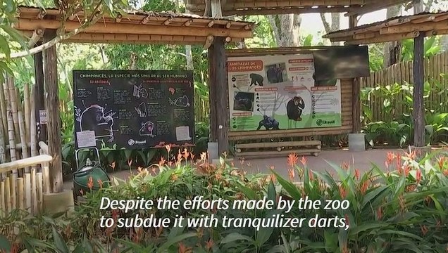 Chimpanzees escaped from Colombian zoo shot by police