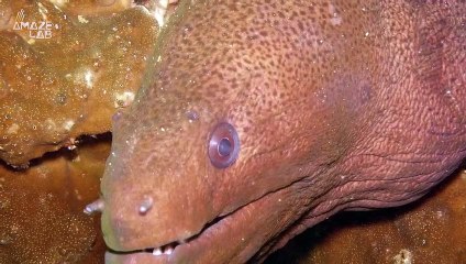 Investigators Have Now Tested the Last Loch Ness Monster Theory Pointing to a Giant Eel