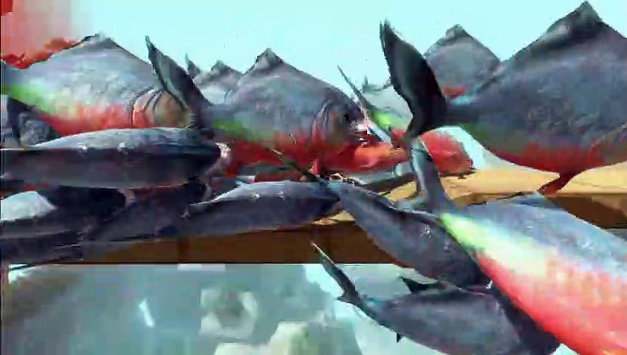 [ Dangerous Sea ] Run Away from Giant Piranha - Animal Revolt Battle Simulator